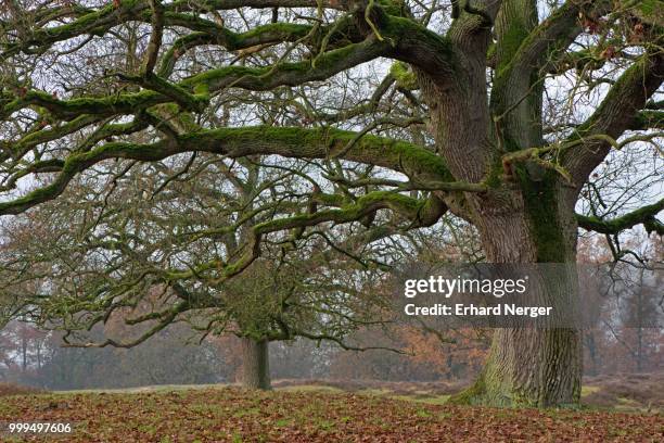 old wood pasture (quercus robur), borkener paradies nature reserve, emsland, lower saxony, germany - eichenwäldchen stock-fotos und bilder