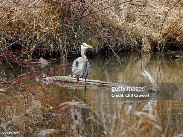 great blue heron - crowell stock pictures, royalty-free photos & images