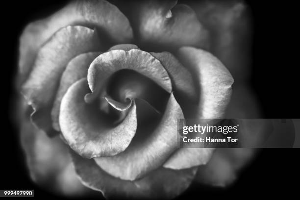 rose - hanna stock pictures, royalty-free photos & images