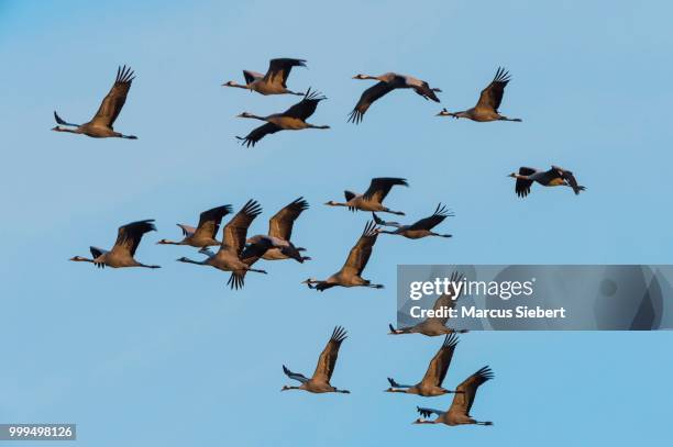 cranes (grus grus) in flight, zingst, western pomerania lagoon area national park, mecklenburg-western pomerania, germany - vorpommersche boddenlandschaft national park stockfoto's en -beelden