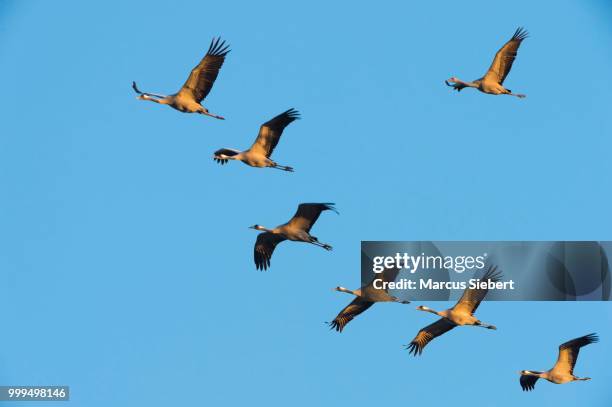 cranes (grus grus) in flight, zingst, western pomerania lagoon area national park, mecklenburg-western pomerania, germany - vorpommersche boddenlandschaft national park stockfoto's en -beelden