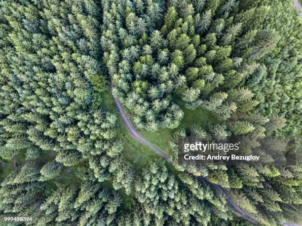 top shot of coniferous forest - coniferous stock pictures, royalty-free photos & images