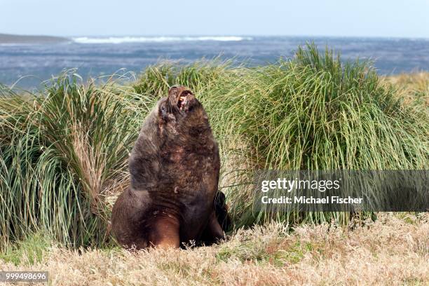 south american sea lion (otaria flavescens), sealion island, falkland islands - marine mammal center stock pictures, royalty-free photos & images