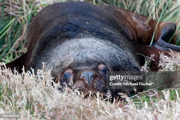 south american sea lion (otaria flavescens), sealion island, falkland islands - ilha dos leões marinhos ilhas malvinas imagens e fotografias de stock