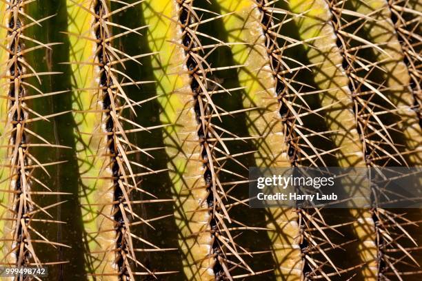 golden barrel cactus (echinocactus grusonii), spines, detail, gran canaria, canary islands, spain - echinocactus stock pictures, royalty-free photos & images