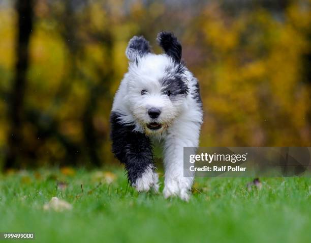 puppy, 12 weeks, old english sheepdog - old english sheepdog stock pictures, royalty-free photos & images