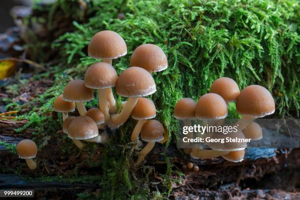psathyrella piluliformis (psathyrella piluliformis), fruiting bodies growing on moss covered dead wood, moenchbruch nature reserve, hessen, germany - agaricales stock pictures, royalty-free photos & images