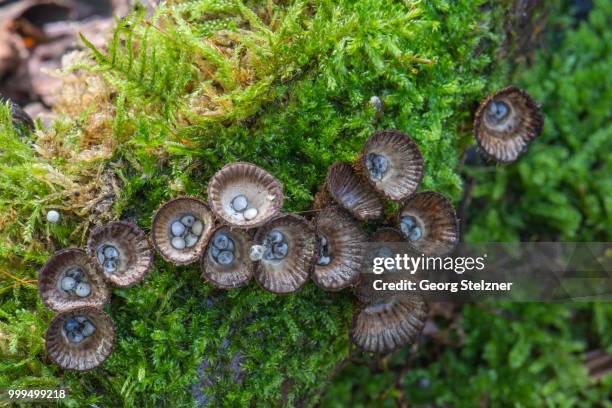 fluted bird's nest (cyathus striatus) on moss, moenchbruch nature reserve, hessen, germany - agaricales stock pictures, royalty-free photos & images