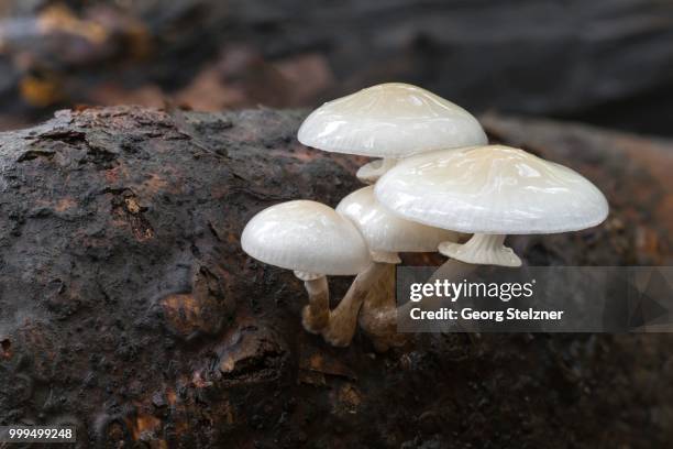 porcelain fungus (oudemansiella mucida), fruiting bodies on dead wood, moenchbruch nature reserve, hesse, germany - agaricales stock pictures, royalty-free photos & images