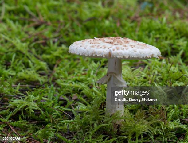 false death cap (amanita citrina), moenchbruch nature reserve, hesse, germany - agaricales stock pictures, royalty-free photos & images