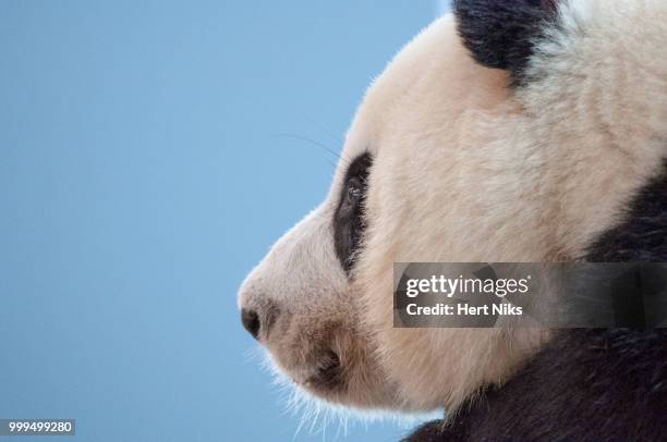 giant panda - pandas photos et images de collection