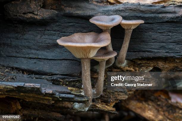 goblet funnel cap (pseudoclitocybe cyathiformis), fruiting bodies on dead wood, moenchbruch nature reserve, hesse, germany - agaricales stock pictures, royalty-free photos & images