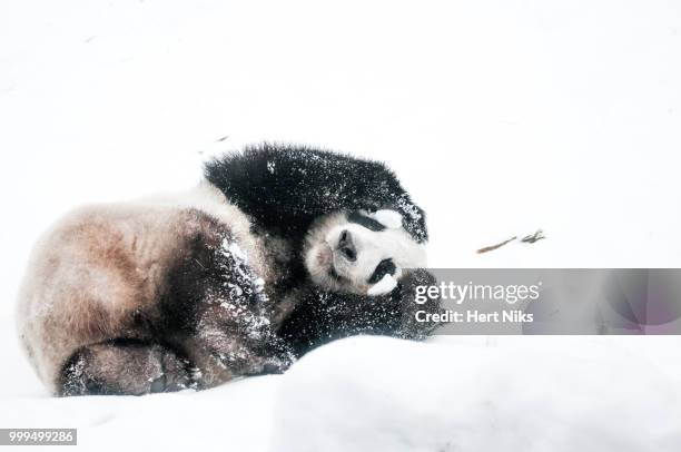 giant panda - queen sofia attends official act for the conservation of giant panda bears stockfoto's en -beelden