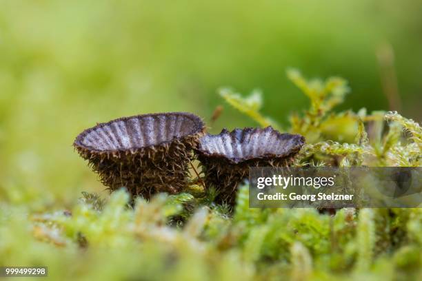 fluted bird's nest (cyathus striatus) in moss, moenchbruch nature reserve, hesse, germany - agaricales stock pictures, royalty-free photos & images
