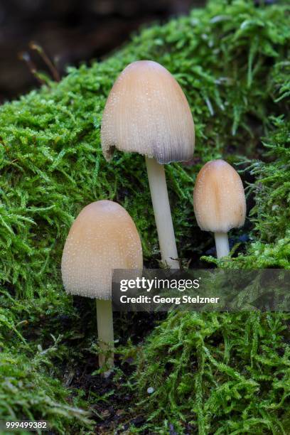 mica cap (coprinus micaceus), fruiting bodies growing on moss-covered dead wood, moenchbruch nature reserve, hesse, germany - agaricales stock pictures, royalty-free photos & images