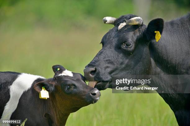 german black and white lowland cattle (bos primigenius taurus), cow and calf, emsland, lower saxony, germany - bos taurus primigenius stock pictures, royalty-free photos & images