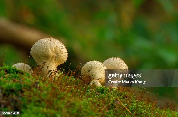 common puffball (lycoperdon perlatum), hesse, germany - agaricales stock pictures, royalty-free photos & images