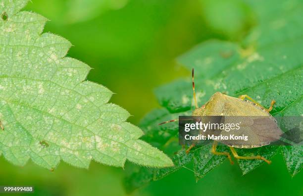 green shield bug (palomena prasina), hesse, germany - emittero foto e immagini stock