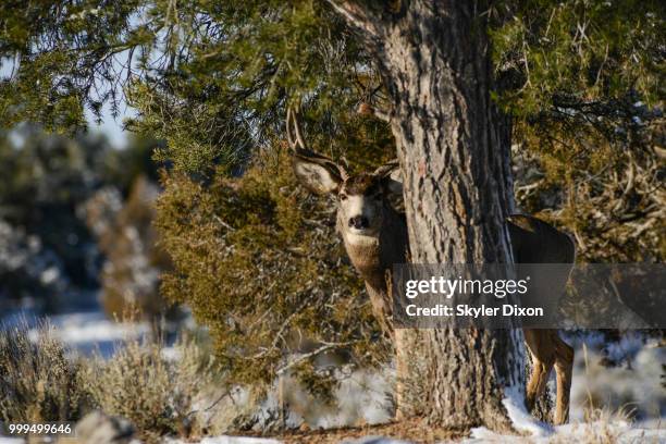 muley and the tree trunk. - mule deer stock-fotos und bilder