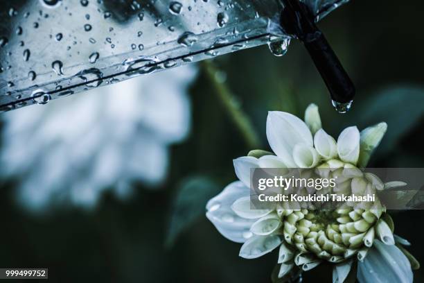 #frommyumbrella https://500px.com/photo/223957209 - koukichi fotografías e imágenes de stock