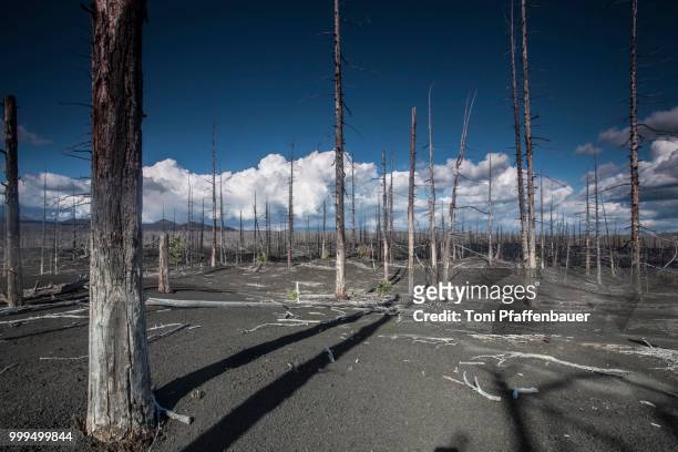 dead forest, tolbachik volcano, kamchatka, russia - russian far east stock-fotos und bilder