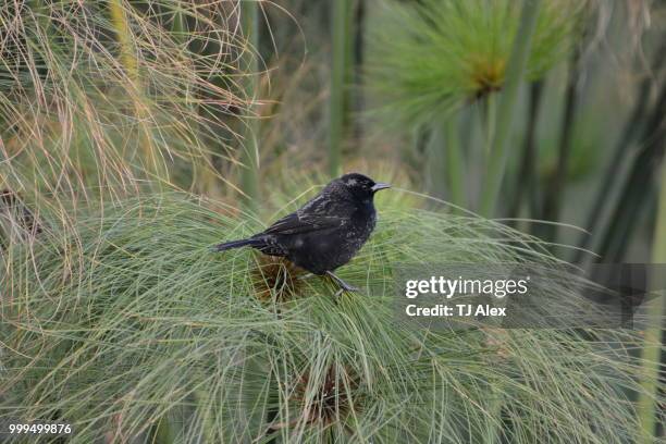 black bird in chile - black bird stock pictures, royalty-free photos & images