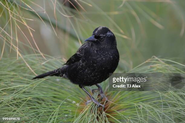 black bird in chile - black bird stock pictures, royalty-free photos & images