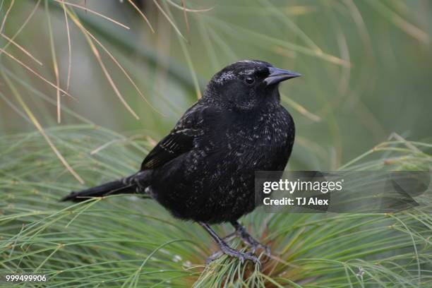 black bird in chile - black bird stock pictures, royalty-free photos & images