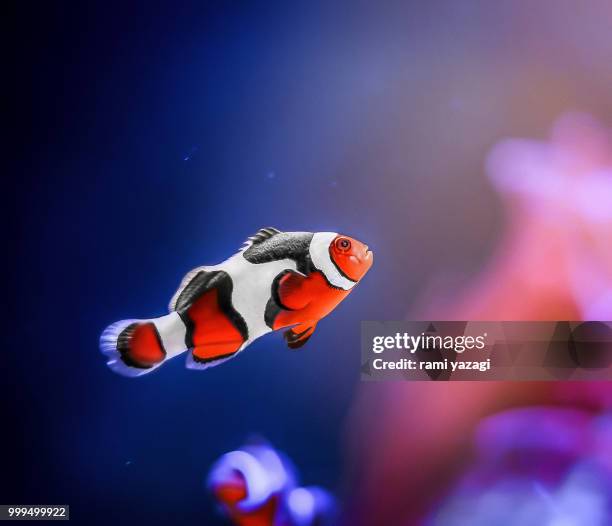 nemo - nemo stock pictures, royalty-free photos & images