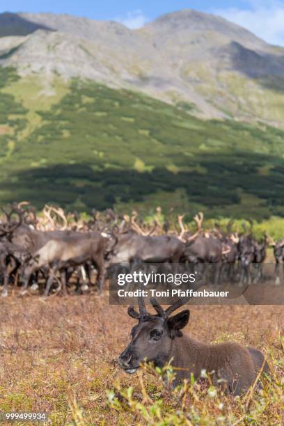 kamchatka reindeer (rangifer tarandus phylarchus), kamchatka, russia - russian far east stock-fotos und bilder