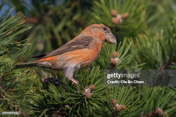 parrot crossbill - olsen stock pictures, royalty-free photos & images