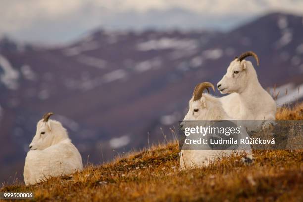 dall sheeps in denali np, alaska, us - weißes dickhornschaf stock-fotos und bilder