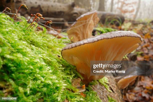 late oyster (panellus serotinus), hainich national park, thuringia, germany - agaricales stock pictures, royalty-free photos & images