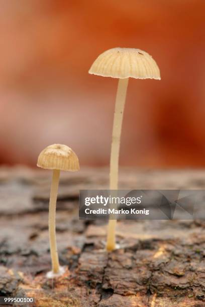 yellowleg bonnet mushroom (mycena epipterygia), hainich national park, thuringia, germany - agaricales stock pictures, royalty-free photos & images