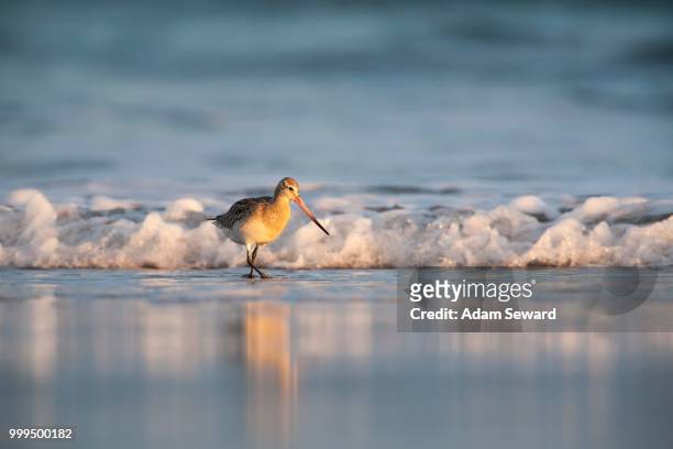 bar-tailed godwit (limosa lapponica) wading along the shoreline, bamburgh, northumberland, england, united kingdom - foraging on beach stock pictures, royalty-free photos & images