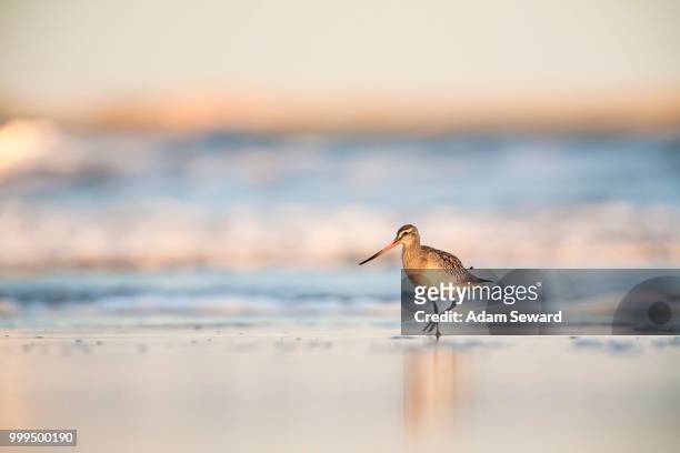 bar-tailed godwit (limosa lapponica) walking along the shoreline, bamburgh, northumberland, england, united kingdom - foraging on beach stock pictures, royalty-free photos & images