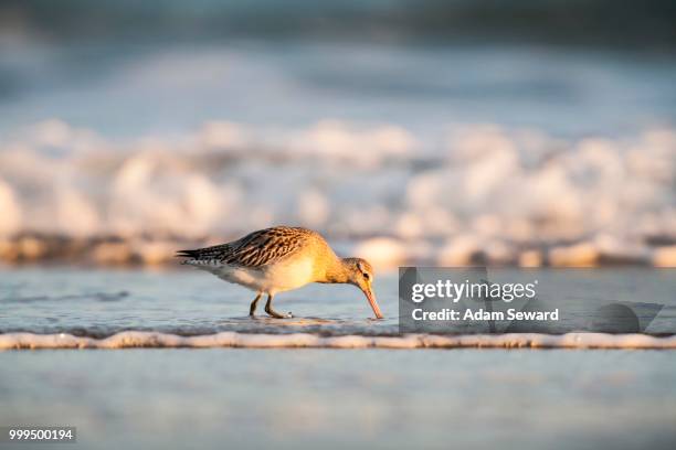 bar-tailed godwit (limosa lapponica) foraging along the shoreline, bamburgh, northumberland, england, united kingdom - foraging on beach stock pictures, royalty-free photos & images