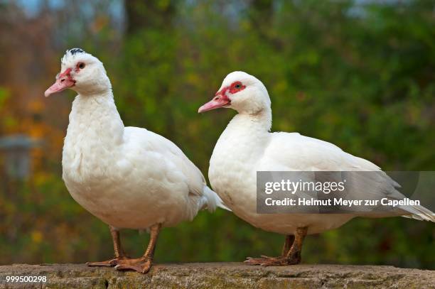 two muscovy ducks (cairina moschata) on a wall, bavaria, germany - muscovy duck stockfoto's en -beelden