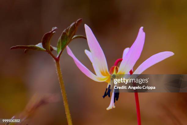 erythronium dens-canis (dog's-tooth-violet) - erythronium dens canis stock pictures, royalty-free photos & images