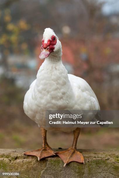 muscovy duck (cairina moschata) on a wall, bavaria, germany - muscovy duck stock pictures, royalty-free photos & images