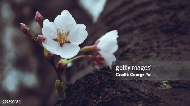 flowers - pak stock pictures, royalty-free photos & images