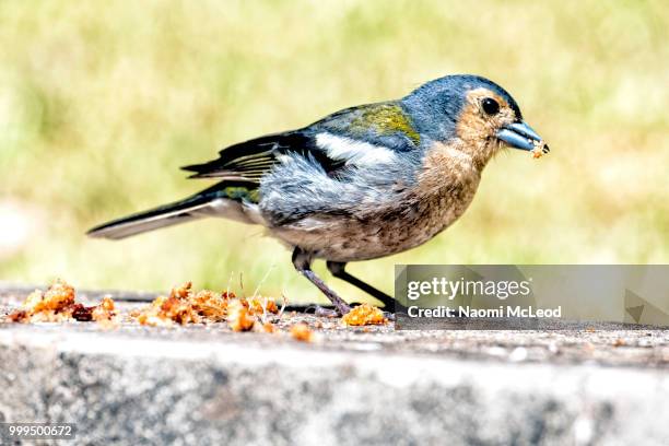 bird with leaves - naomi woods stock-fotos und bilder