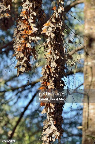 monarch butterfly (danaus plexippus), winter quarters on an oyamel fir, el rosario, monarch butterfly biosphere reserve, mariposa monarca, angangueo, michoacan, mexico - ecological reserve stock pictures, royalty-free photos & images