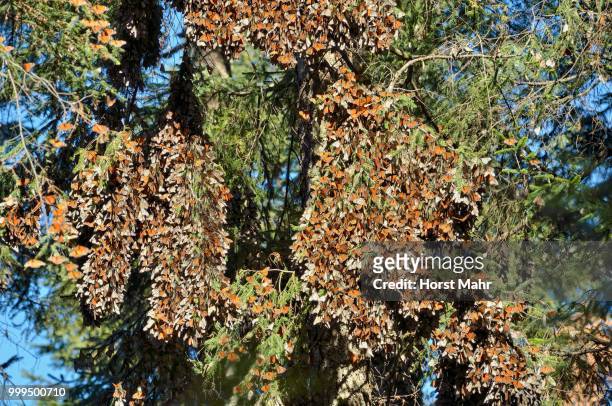 monarch butterfly (danaus plexippus), winter quarters on an oyamel fir, el rosario, monarch butterfly biosphere reserve, mariposa monarca, angangueo, michoacan, mexico - mariposa monarca stock pictures, royalty-free photos & images