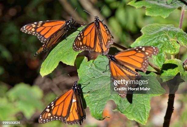 monarch butterfly (danaus plexippus), winter quarters, el rosario, monarch butterfly biosphere reserve, mariposa monarca, angangueo, michoacan, mexico - ecological reserve stock pictures, royalty-free photos & images
