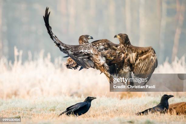 two young eagle (haliaeetus albicilla), fighting in the air, with ravens (corvus corax) at sead deer, masuria, poland - masuria stock pictures, royalty-free photos & images