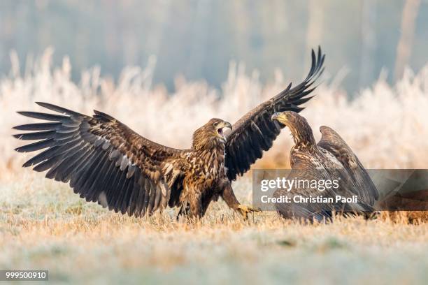 two young eagles (haliaeetus albicilla), fighting on the ground, with dead deer, masuria, poland - mazury stock-fotos und bilder