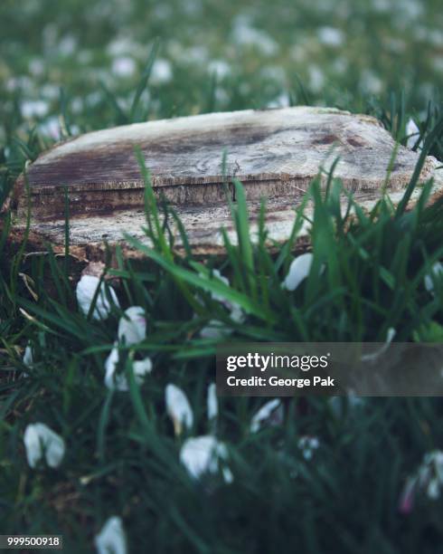 a stump sunk in grass - pak stock pictures, royalty-free photos & images
