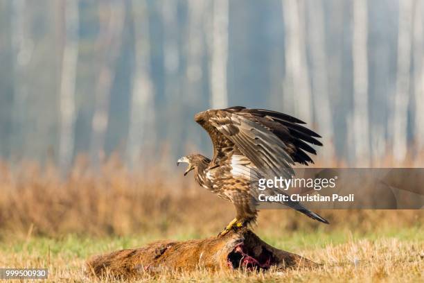 young eagle (haliaeetus albicilla), on dead deer, masuria, poland - masuria stock-fotos und bilder