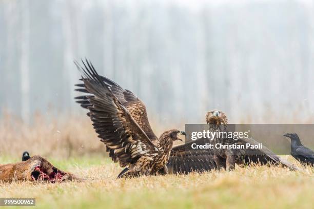 two young eagle (haliaeetus albicilla), fighting on the ground, with ravens (corvus corax) with dead deer, masuria, poland - masuria stock-fotos und bilder